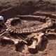 Illustration for article titled Want to Join a Dinosaur Dig this Summer? You Can!